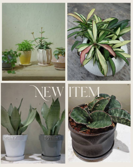 new item 観葉植物 アポアショップ