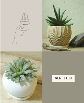 new item 多肉植物 アポアショップ