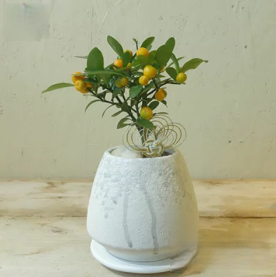 キンズ 盆栽 鉢植え　アポアショップ