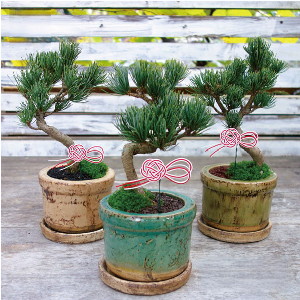 五葉松 盆栽 お正月飾り　アポアショップ