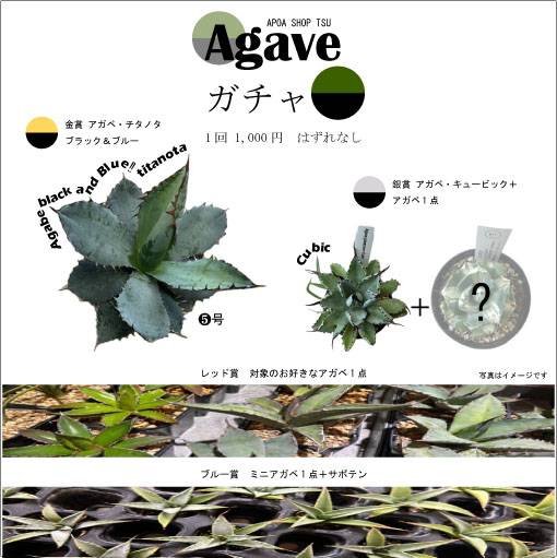 アガベ アポアショップ